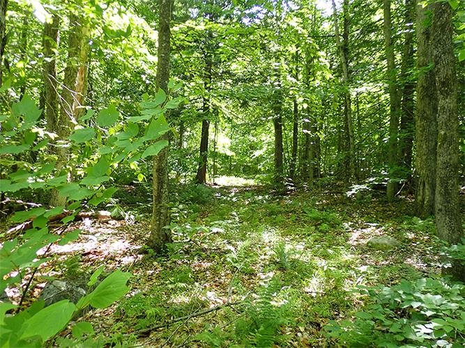 1 Massey Road Springfield, VT 05156 - Photo 3 of 16