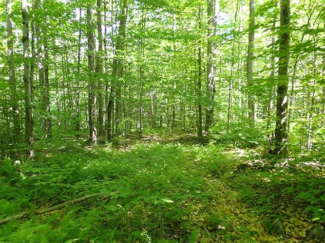 1 Massey Road Springfield, VT 05156 - Photo 8 of 16