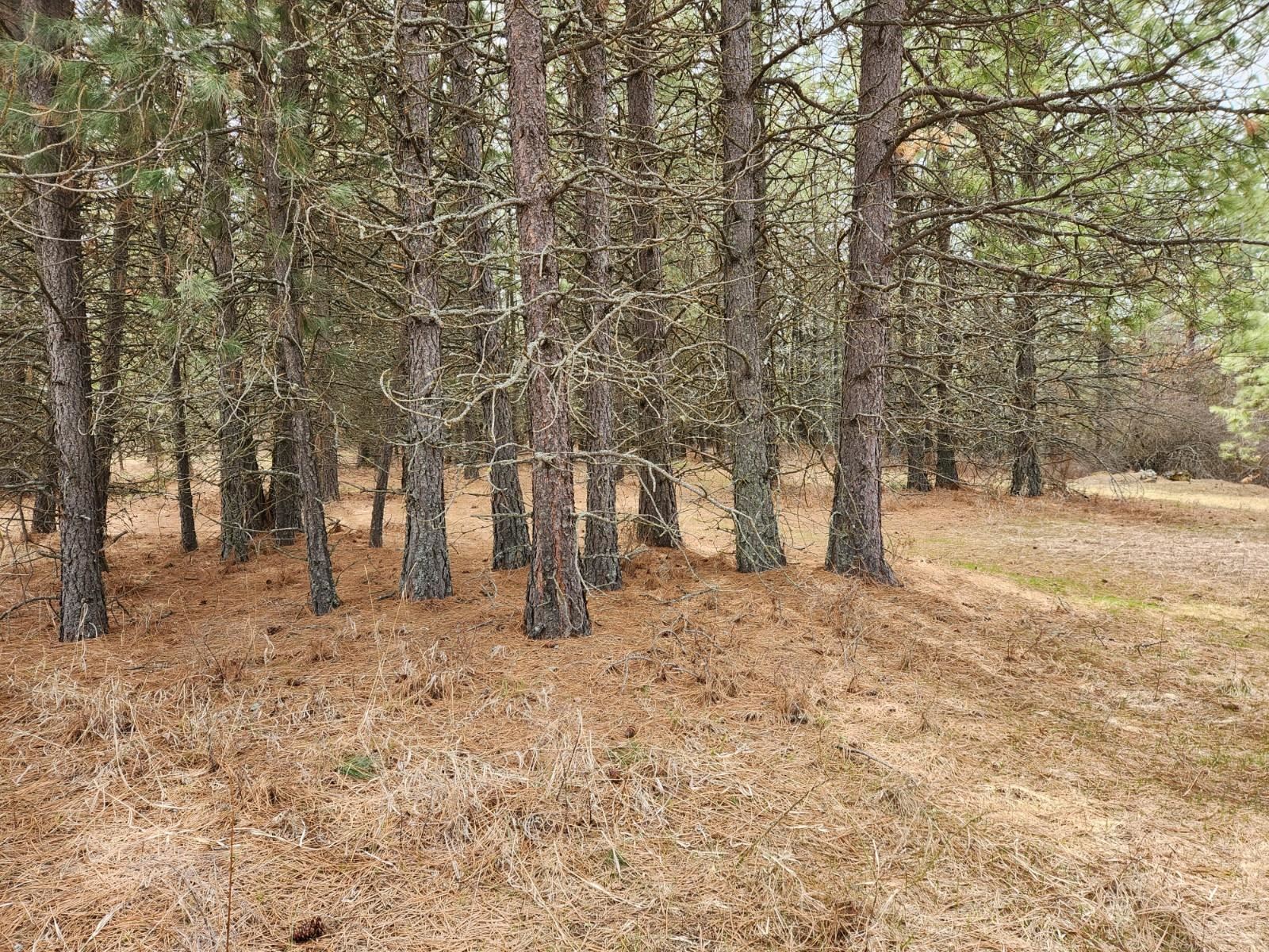 29-xx Bakie Road Valley, WA 99181 - Photo 4 of 23