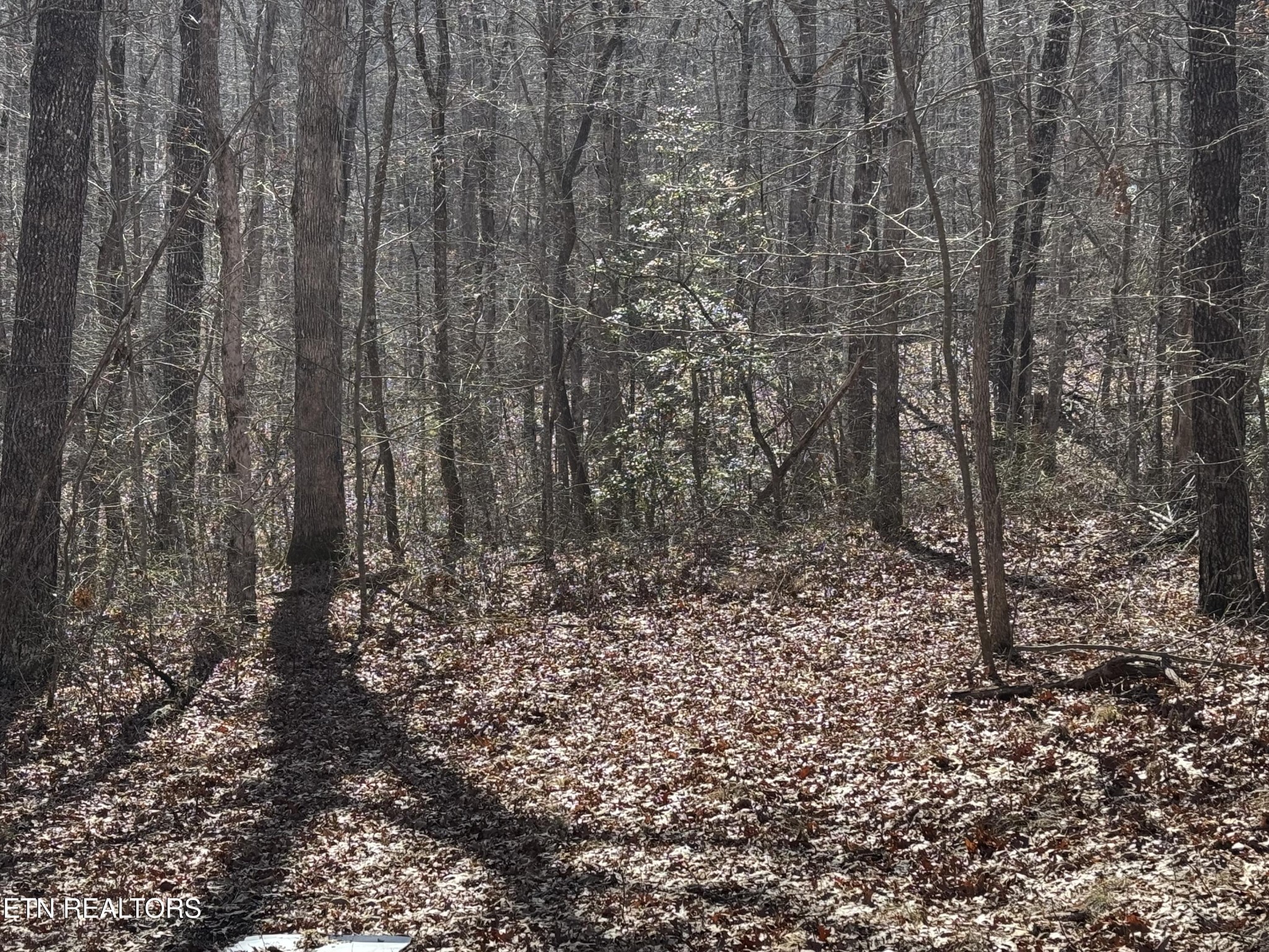 38 Crystal Point Monterey, TN 38574 - Photo 4 of 5 a close up of a plant