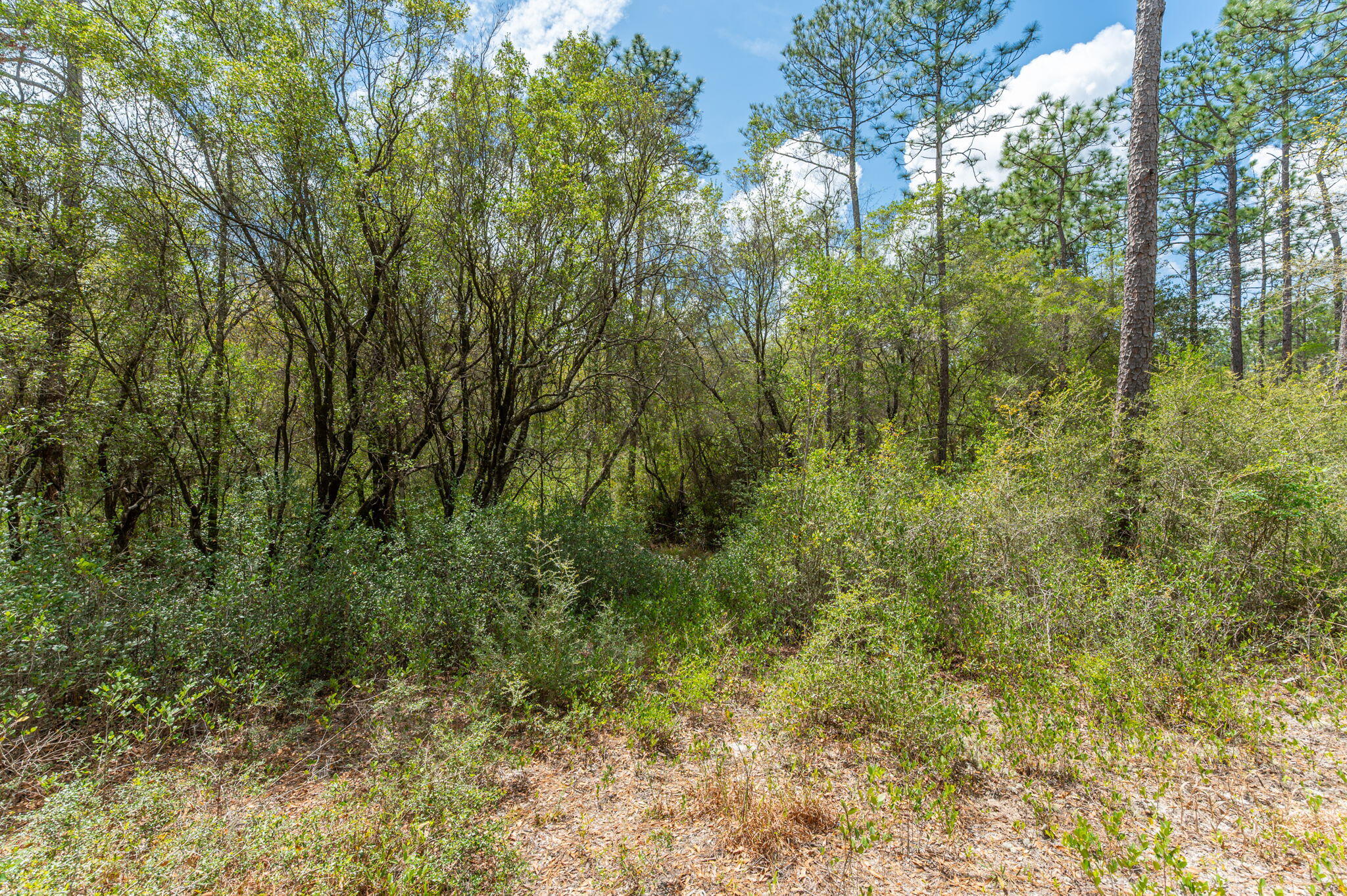 Na Na Womack Road, Unit LOTS 150 Crestview, FL 32539 - Photo 16 of 25 16-web-or-mls-woolmac-rd