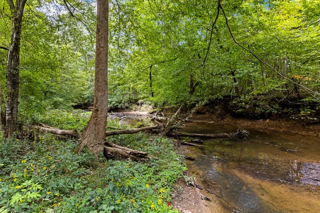 a view of a forest with large trees
