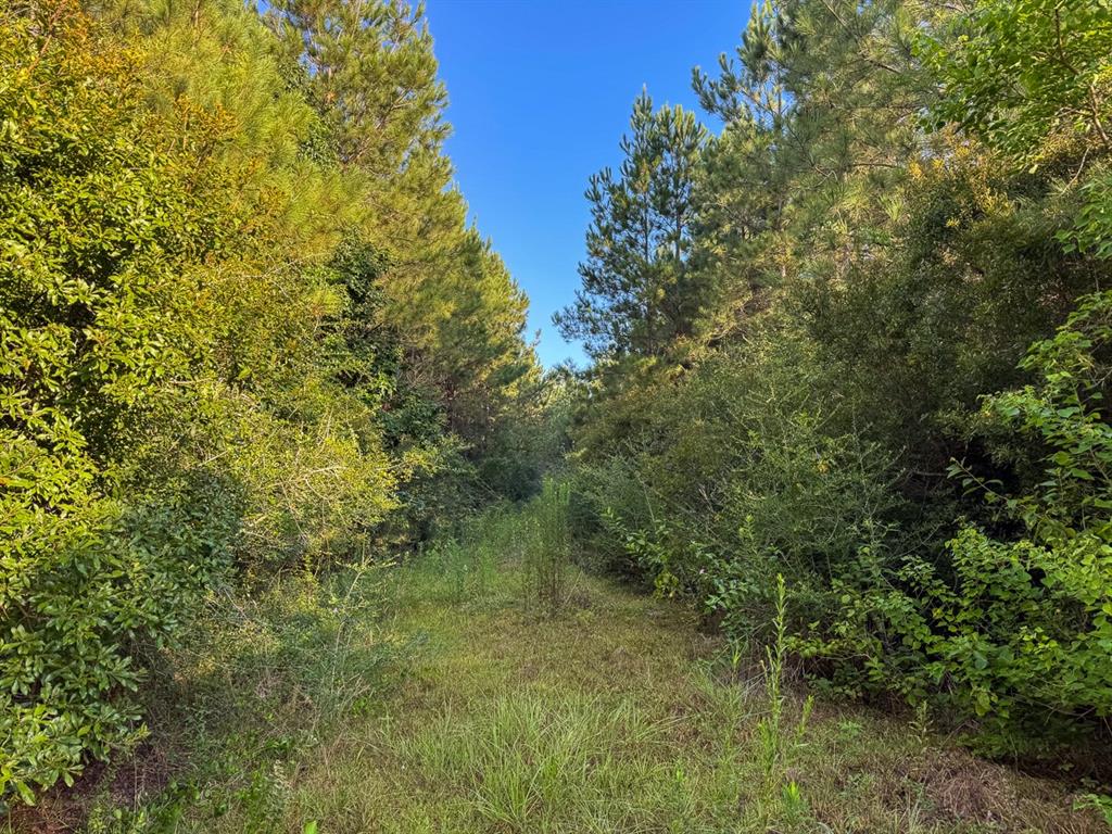 1 Edgerly Road Dequincy, LA 70633 - Photo 13 of 15 a view of a forest with trees in the background