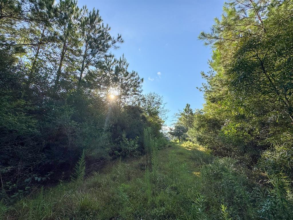 1 Edgerly Road Dequincy, LA 70633 - Photo 15 of 15 a view of a yard