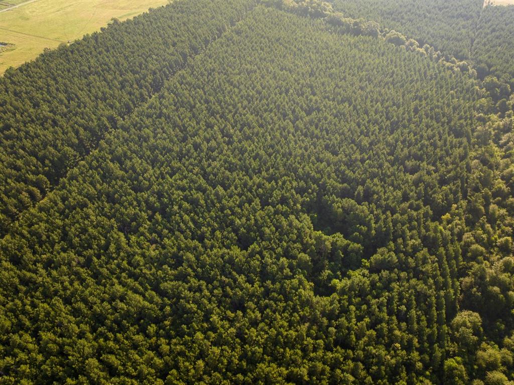 1 Edgerly Road Dequincy, LA 70633 - Photo 3 of 15 a close up of a plant
