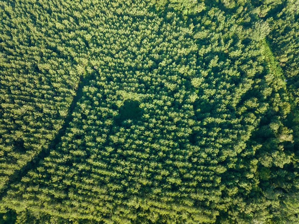 1 Edgerly Road Dequincy, LA 70633 - Photo 7 of 15 a view of a tree