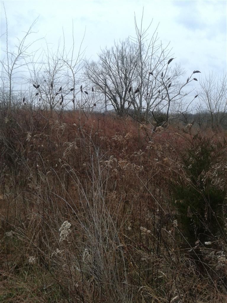 62 Owenton Road Stamping Ground, KY 40379 - Photo 5 of 19 This is another view near the ridge.