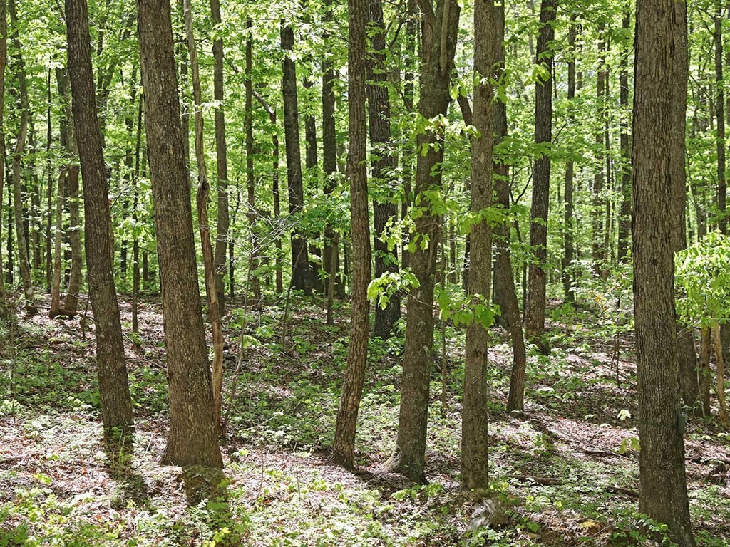 18 Grouse Ridge Road Harriman, TN 37748 - Photo 18 of 21 Gallery Image 18