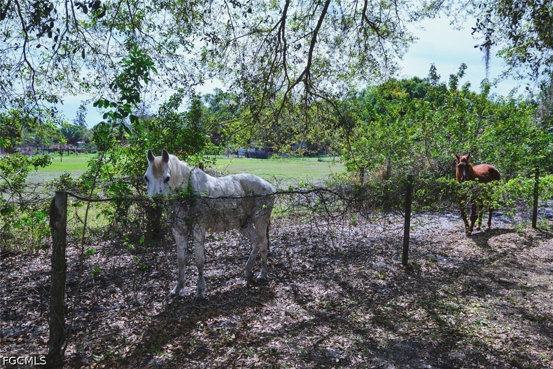 710-740 Evans Road LaBelle, FL 33935 - Photo 35 of 50 a view of a garden with a tree
