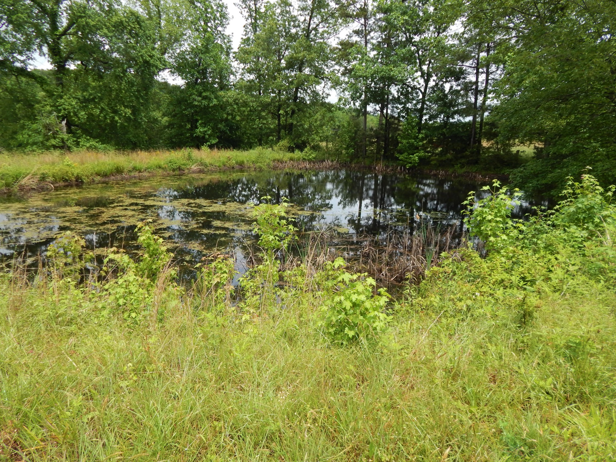 831 Green River Road Waynesboro, TN 38485 - Photo 26 of 49 Gallery Image 26