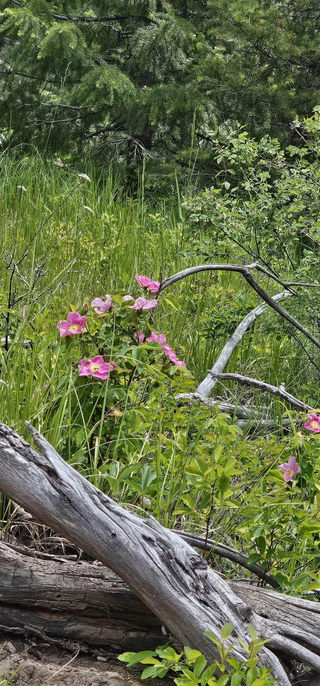 Tbd Lot 9 Tbd Road Republic, WA 99166 - Photo 23 of 28