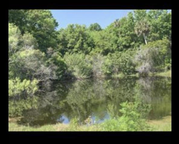 0 Grant Line Road Mims, FL 32754 - Photo 4 of 5 a view of a yard