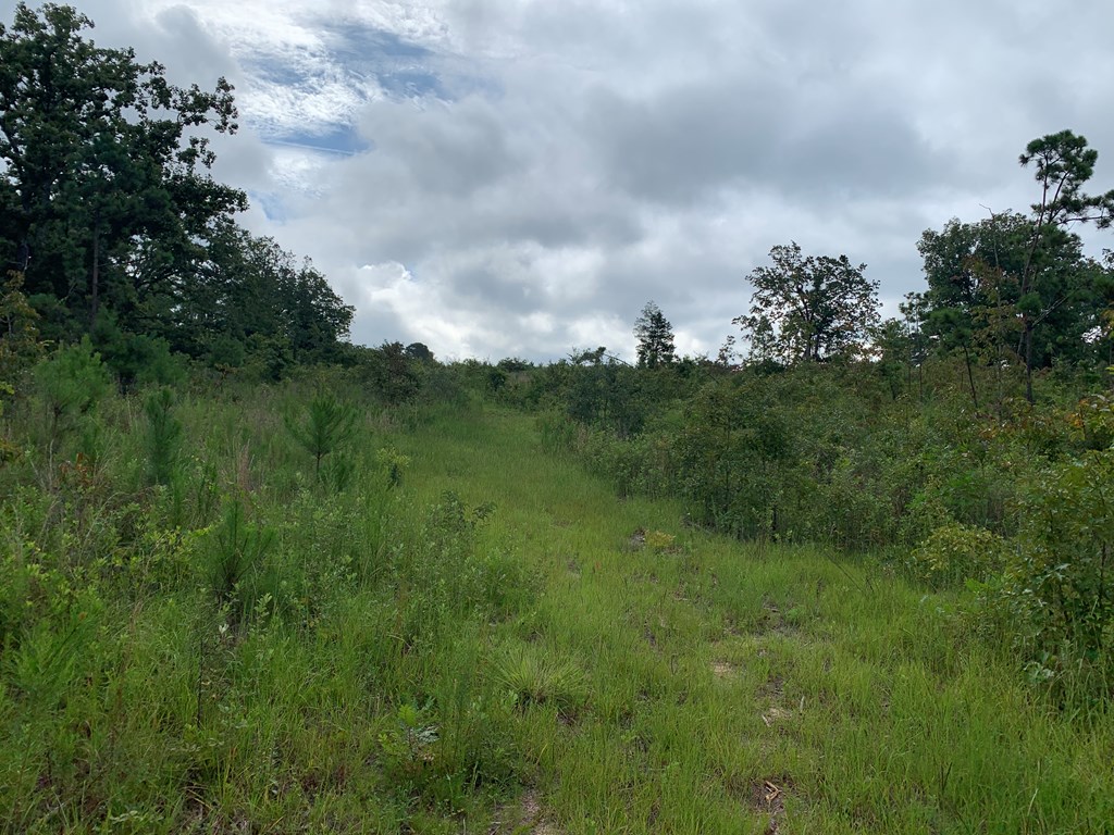 612 Edgar Jones Road Box Springs, GA 31801 - Photo 8 of 24
