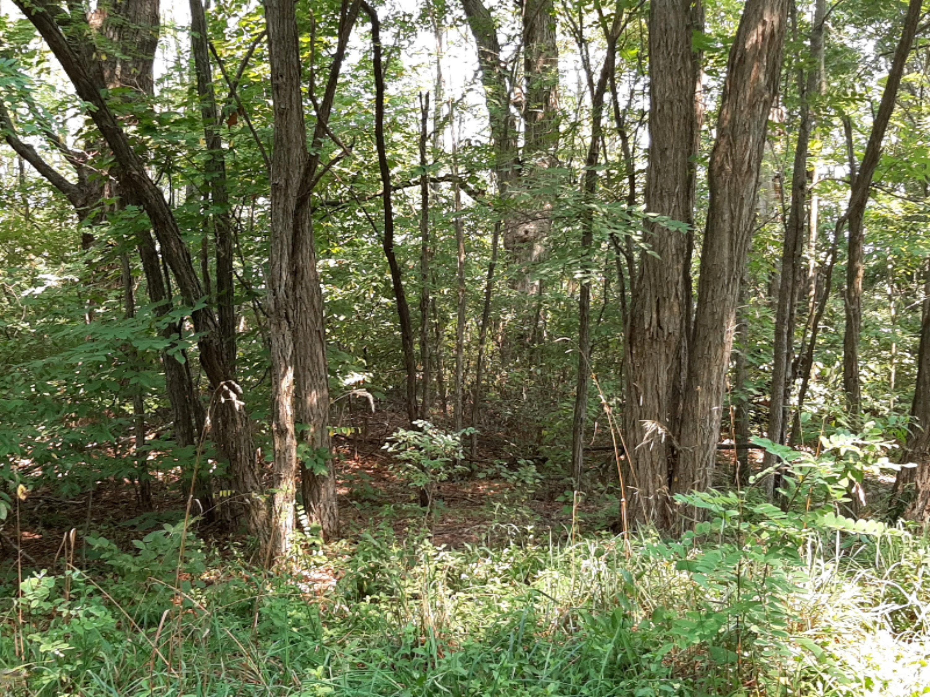 Barnes Road Ravenna, MI 49451 - Photo 2 of 5 4th & Beech 5 (1)