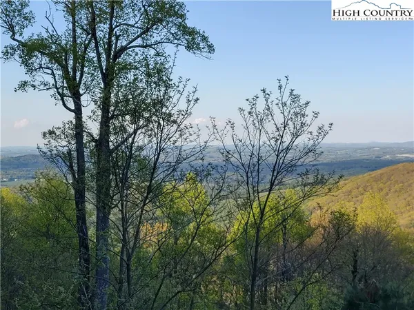 a view of a yard with lots of trees