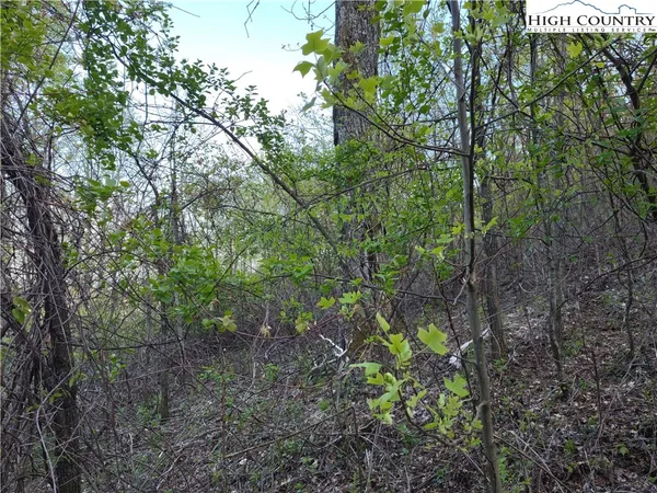 a view of a forest
