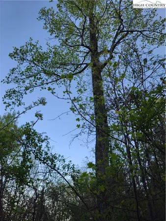 a view of a tree in a yard