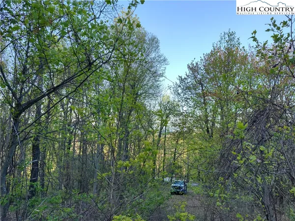 a view of a forest with a trees