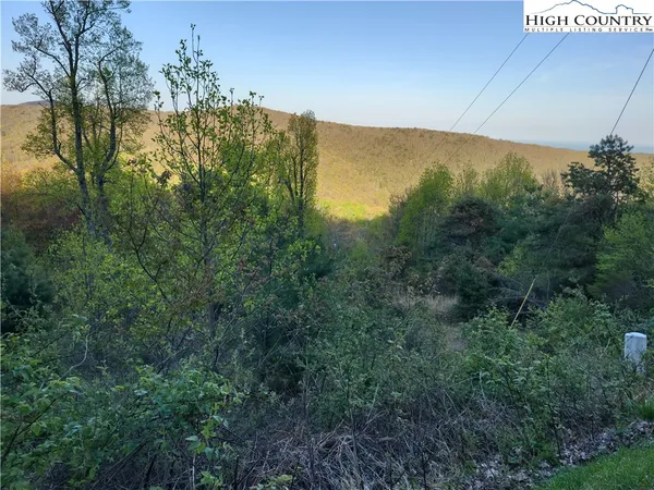 a view of a forest