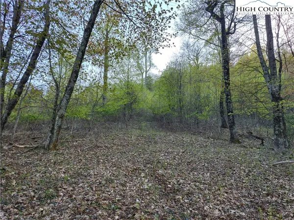 a view of a forest with trees in the background