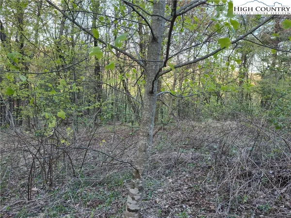 a view of a forest with lots of trees