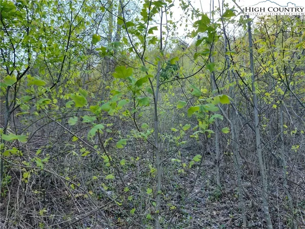 a view of a forest with a tree