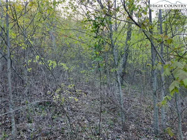 a view of a forest with lots of trees