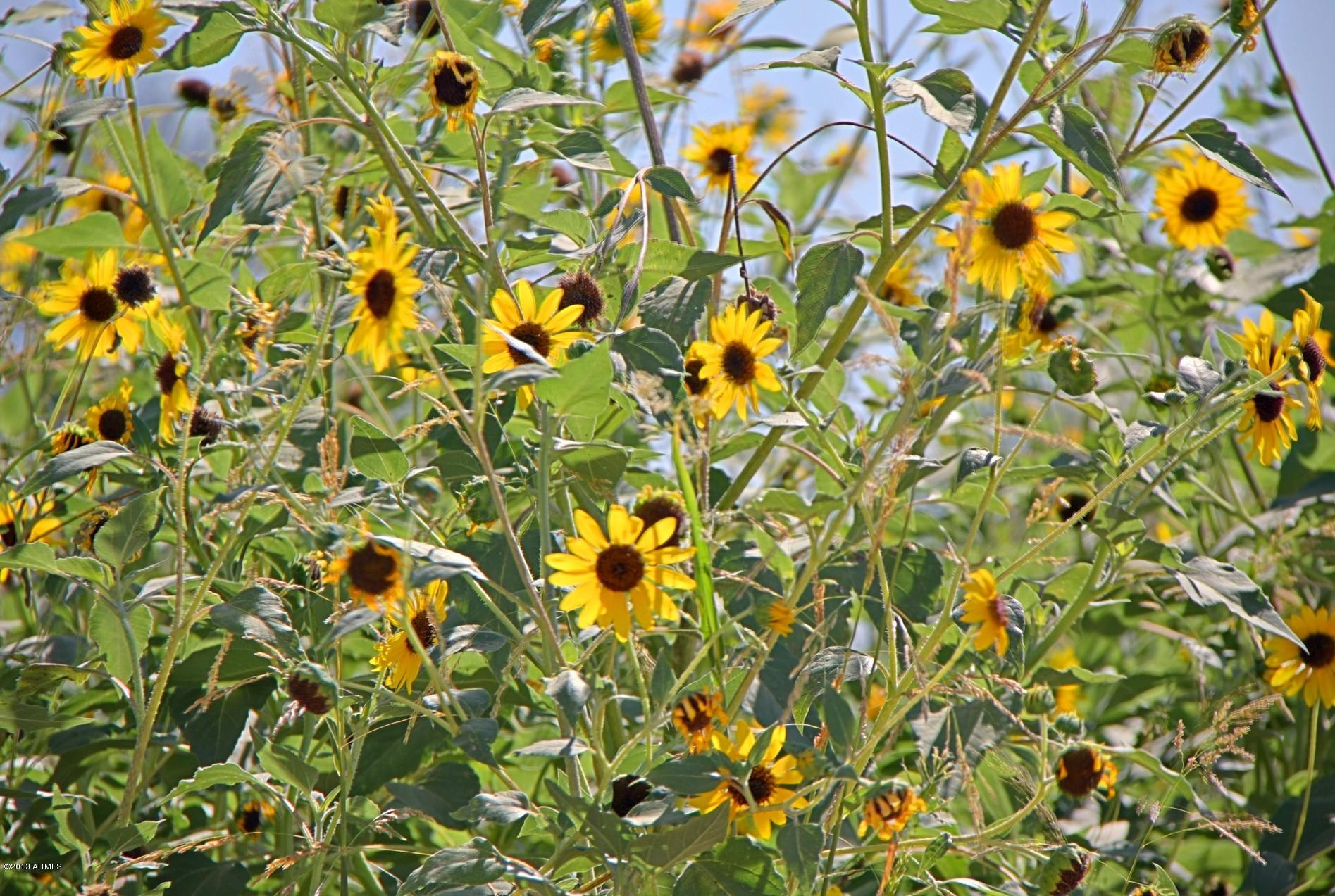 6438 West Baseline Road Laveen, AZ 85339 - Photo 30 of 30 Sunflowers