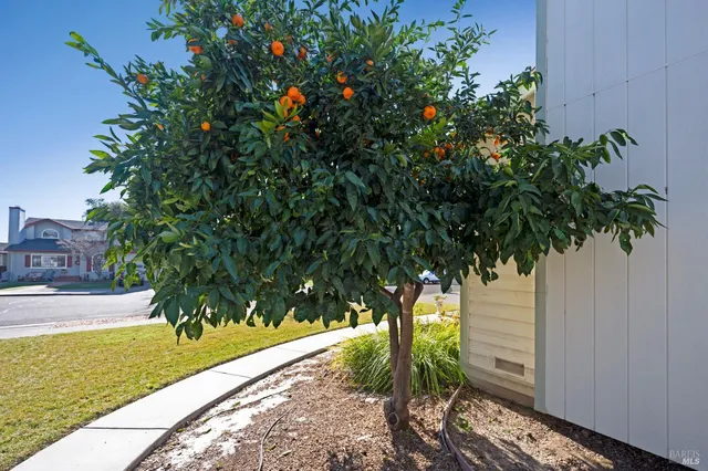 a view of a yard with plants and large trees