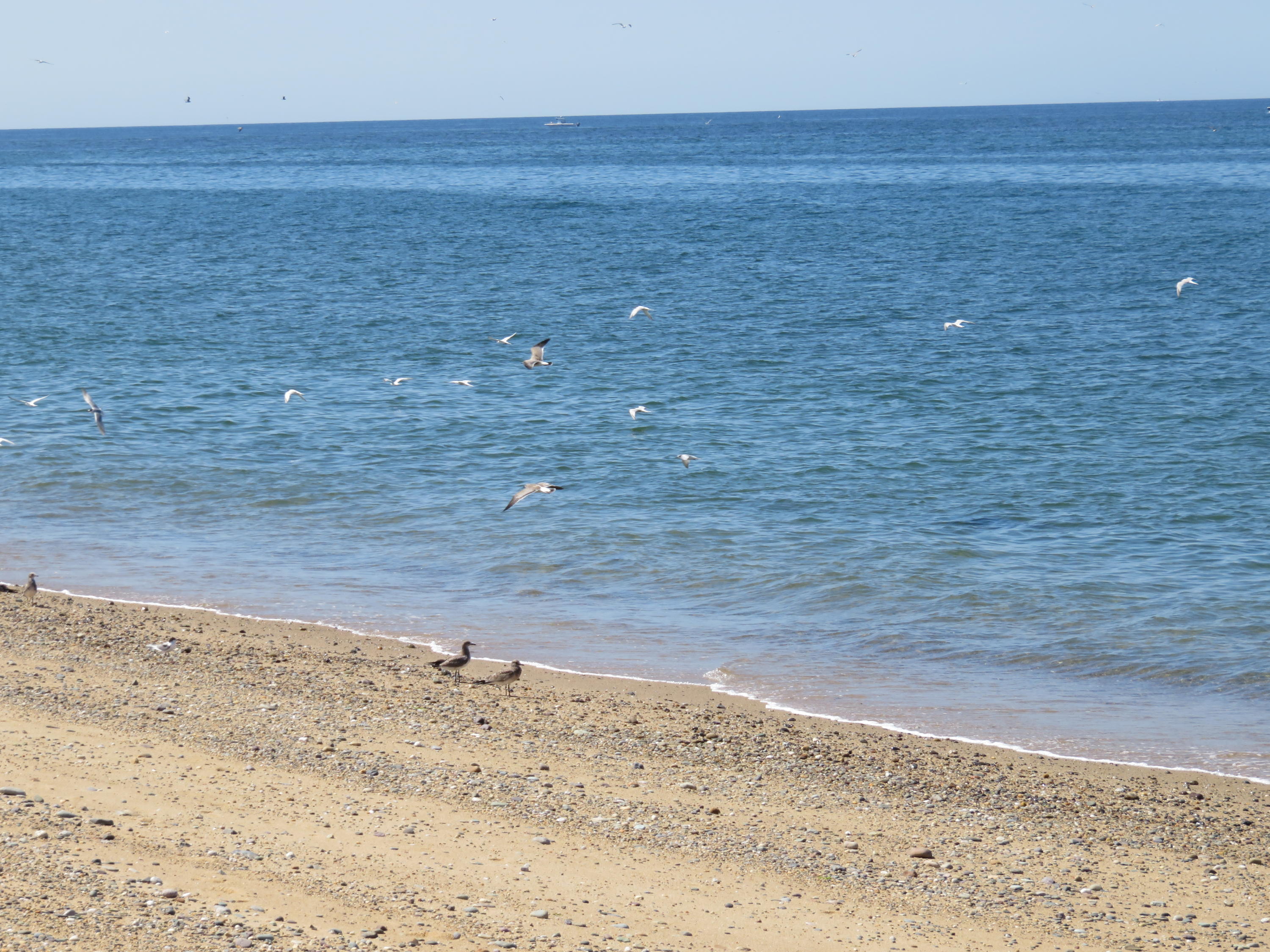 29 Edgewood Road Harwich Port, MA 02646 - Photo 35 of 35 IMG_0059