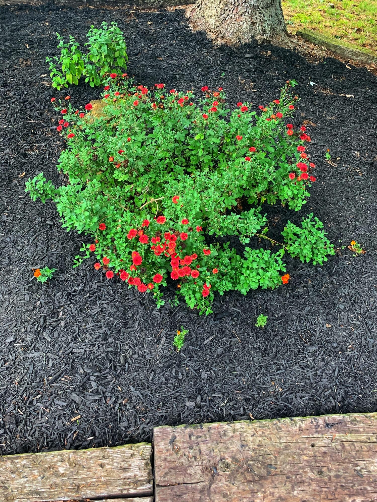 10017 Rutledge Pike Corryton, TN 37721 - Photo 35 of 38 a view of a garden with flowers