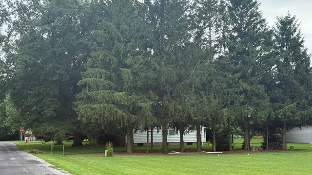 a big yard with large trees