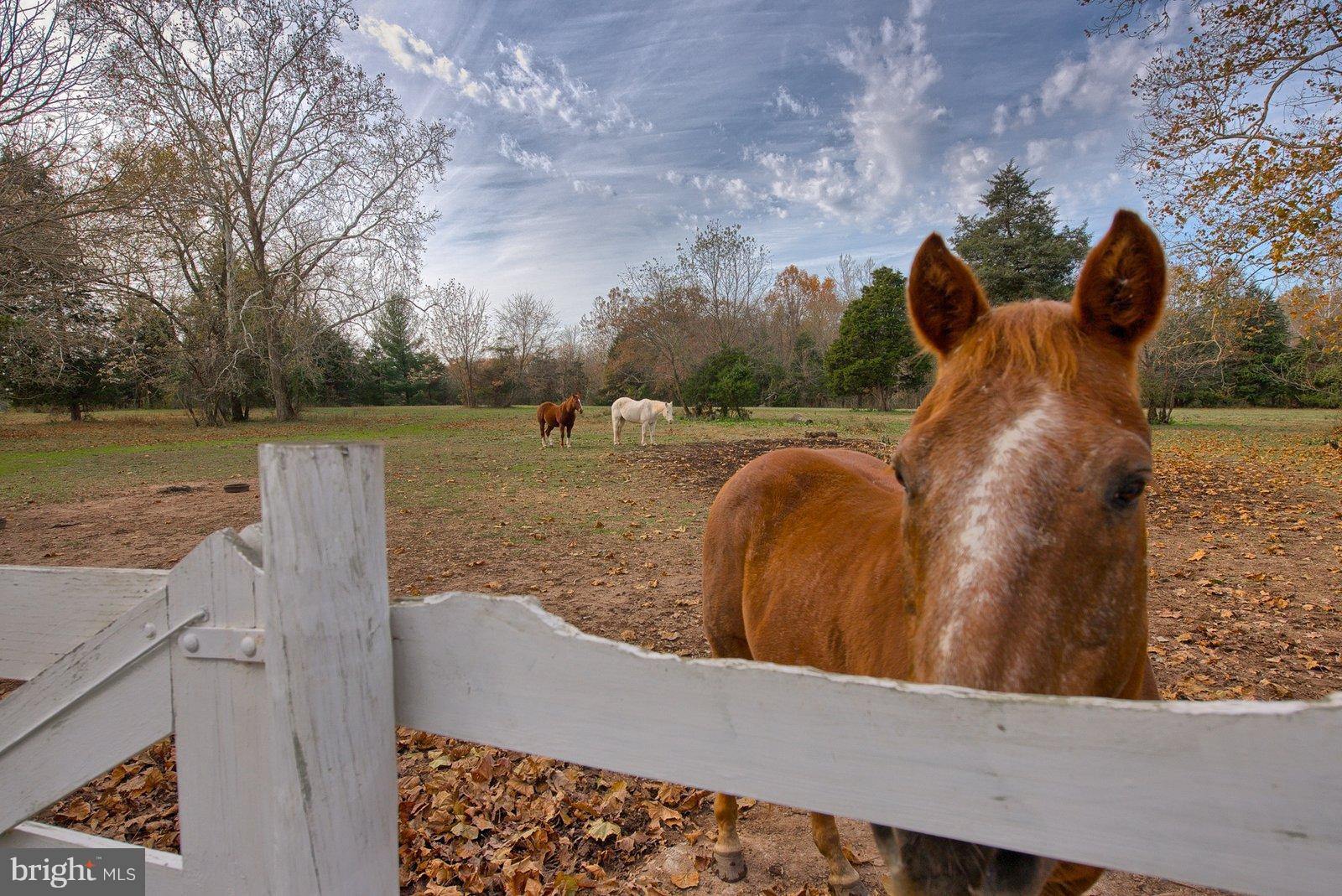 18709 Wasche Road Dickerson, MD 20842 - Photo 29 of 30 8 acres of fenced pasture!