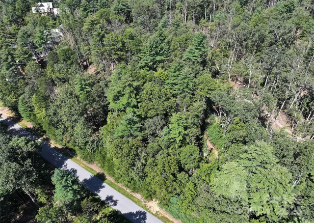 view of a lush green forest with lots of trees