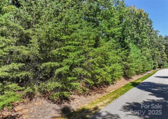 a view of a garden with a plant