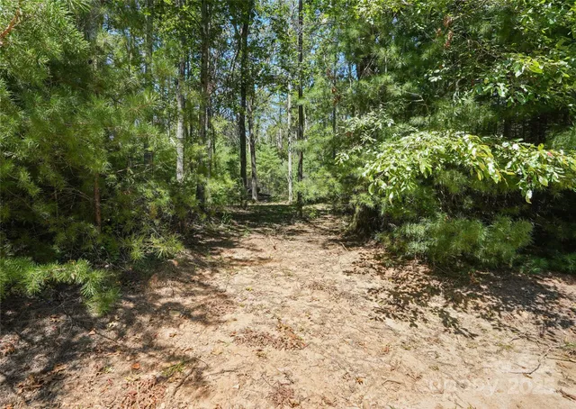 a view of a forest with trees in the background