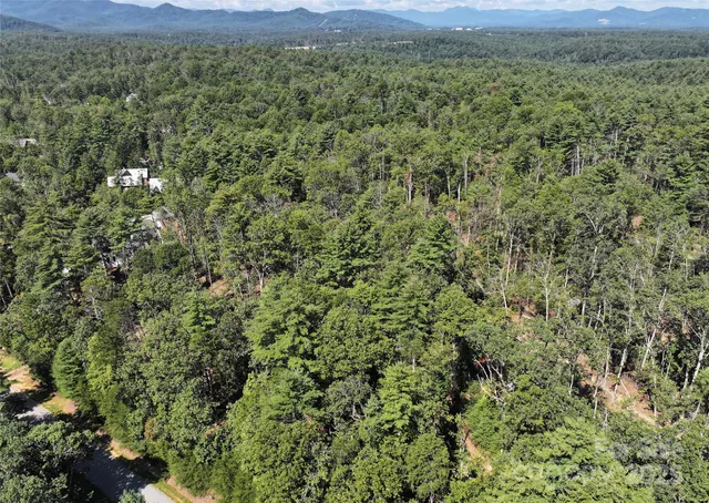 a view of a lush green forest with lush green forest