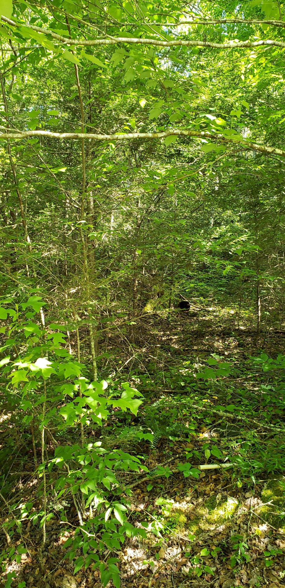 58 R Stonegate Way Townsend, TN 37882 - Photo 1 of 6 20210613_164917