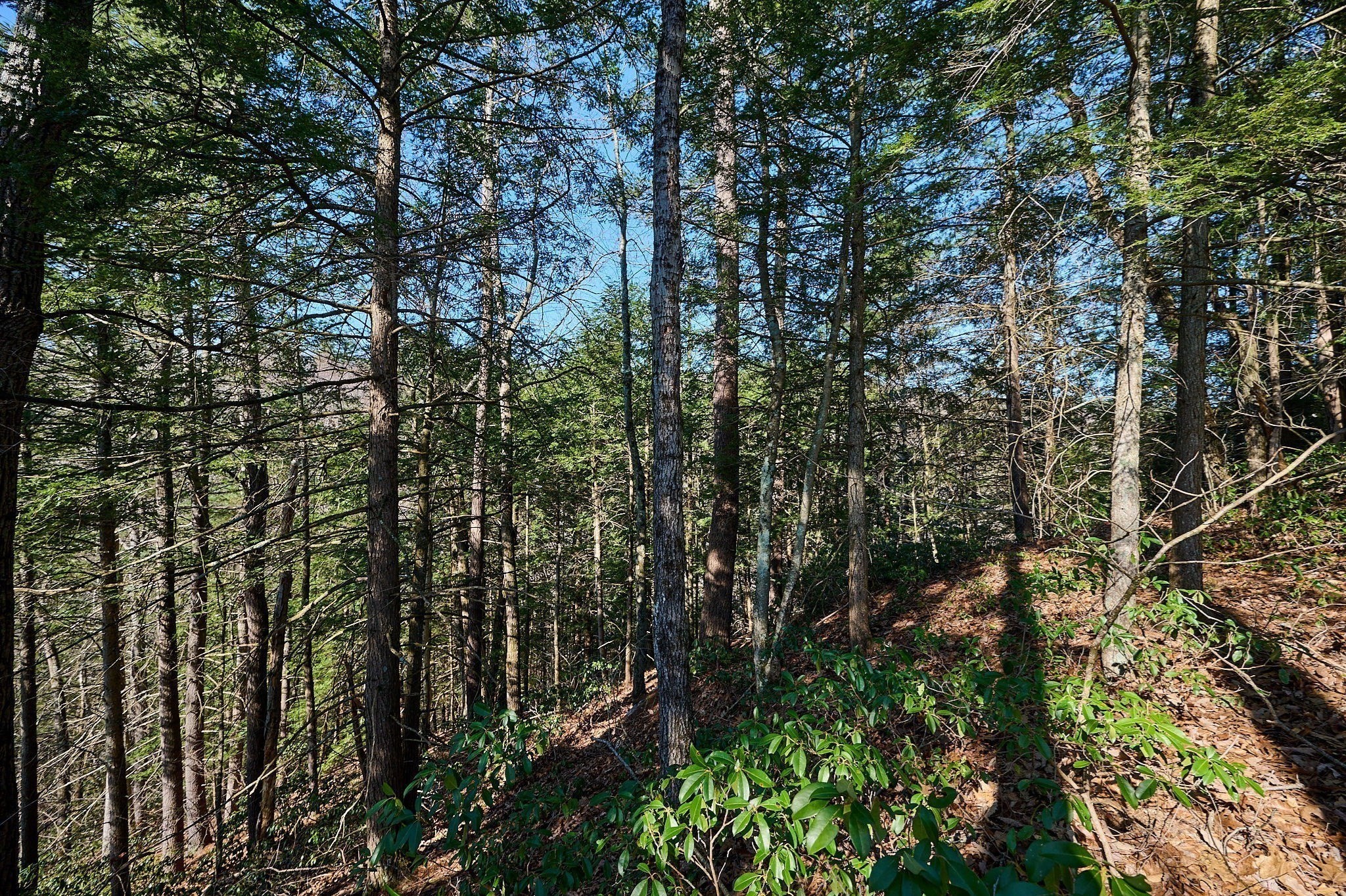 0 Pine Hill Road Russell, MA 01071 - Photo 6 of 15 Gallery Image 6