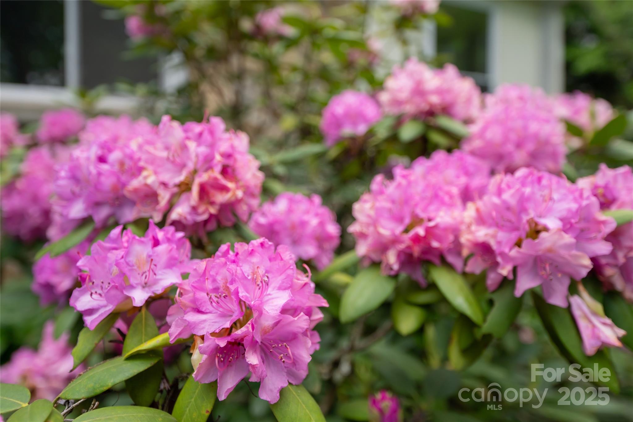 95 Beverly Road Asheville, NC 28805 - Photo 13 of 37 Gallery Image 13
