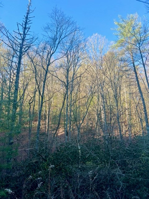 0 Poison Branch Road Robbinsville, NC 28771 - Photo 4 of 11 Gallery Image 4