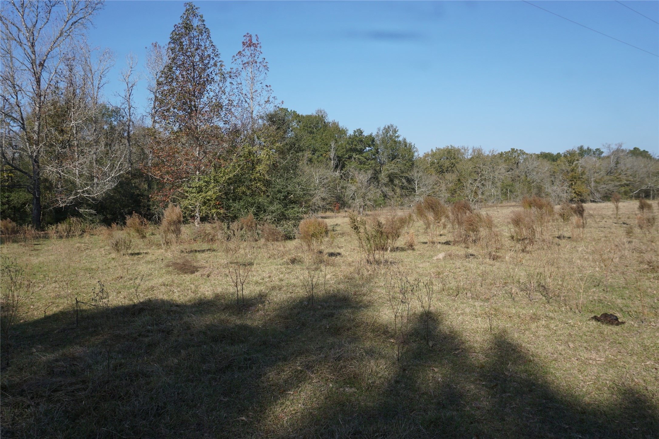 0 Bozeman Ferry Road Midway, TX 75852 - Photo 3 of 7 a view of a yard with a tree