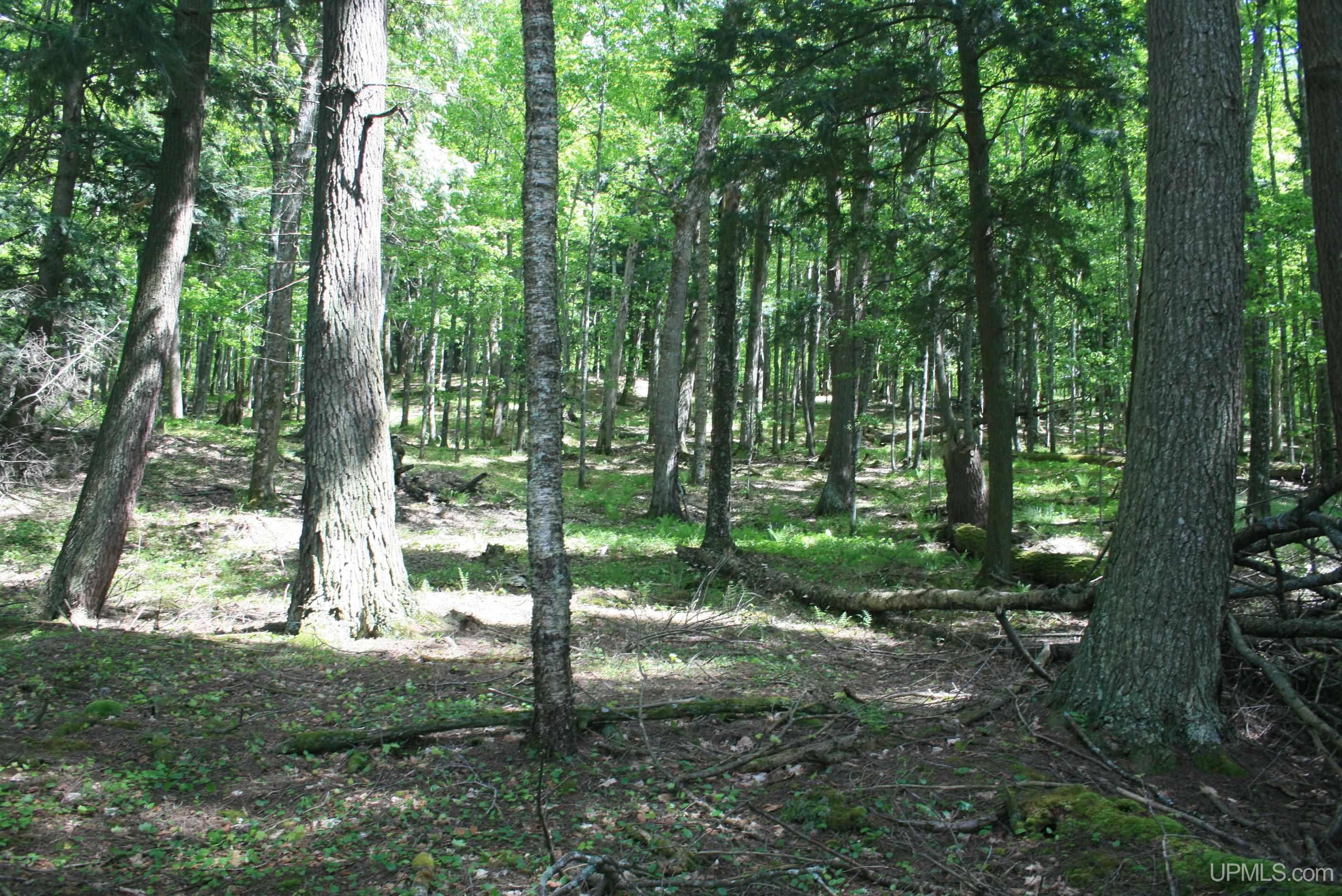 Tbd Smoky Lake Road Iron River, MI 49935 - Photo 5 of 11