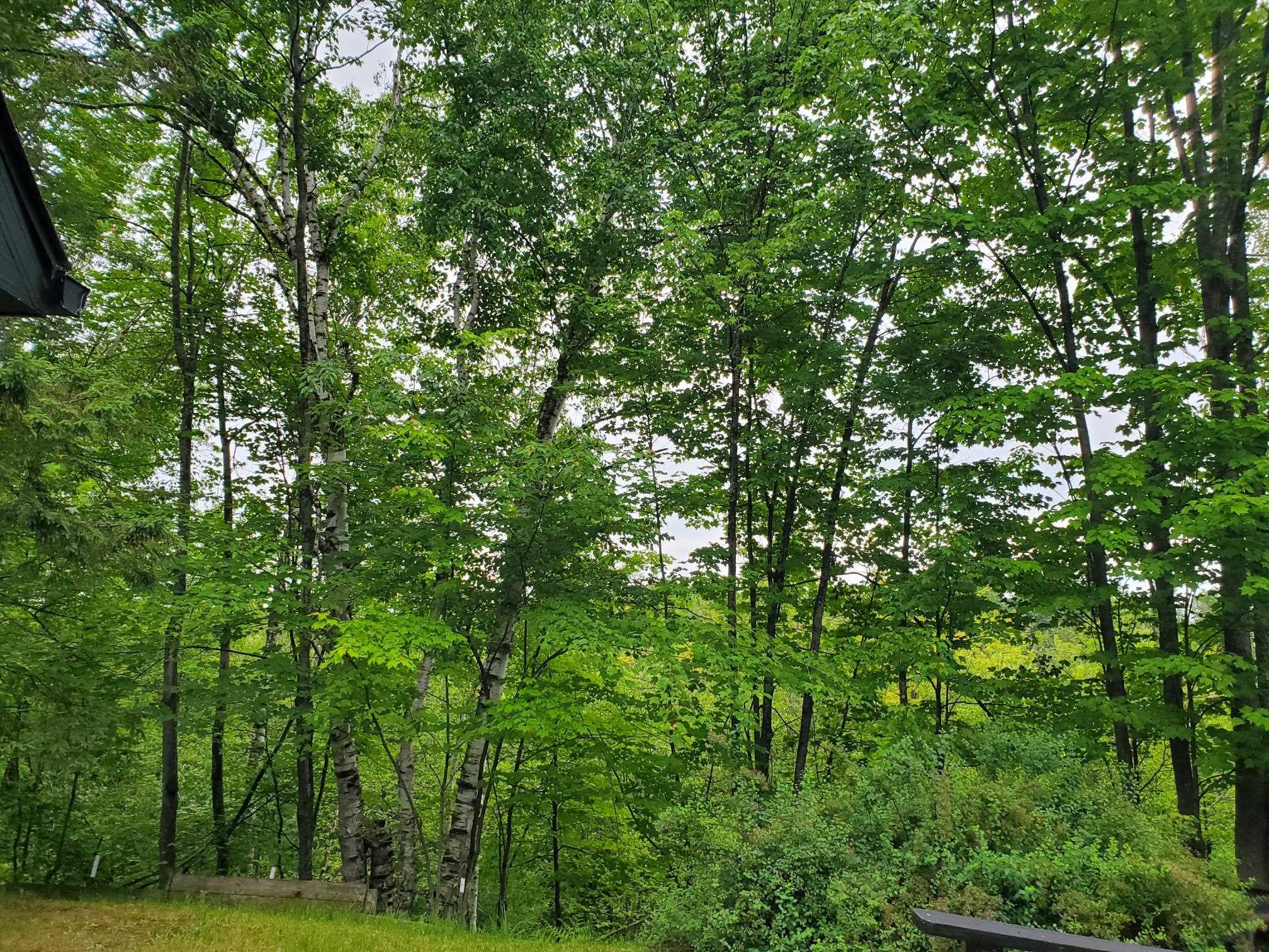 9507 Washington Road St. Helen, MI 48656 - Photo 3 of 16