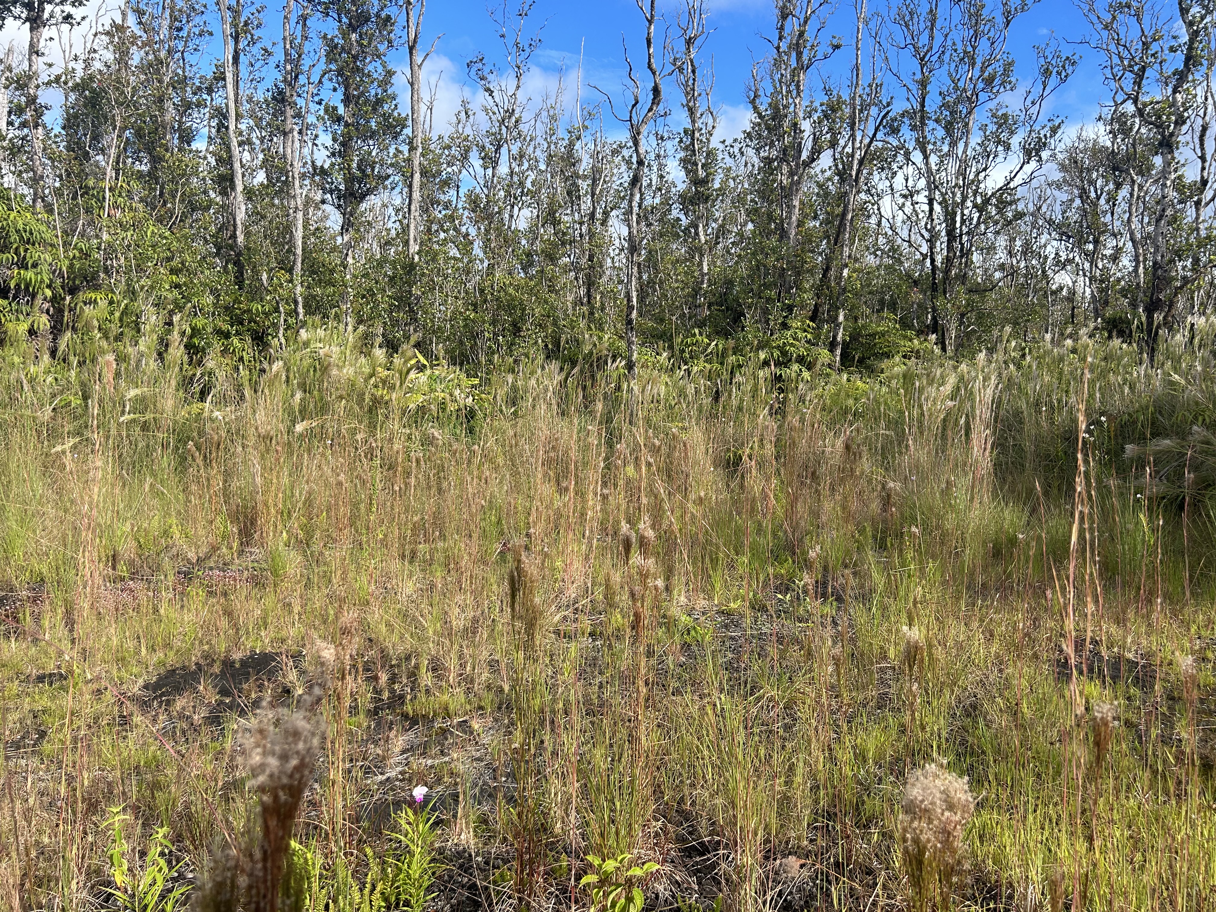 4 Ohialani Road Mountain View, HI 96771 - Photo 2 of 9 a view of residential houses with swimming pool