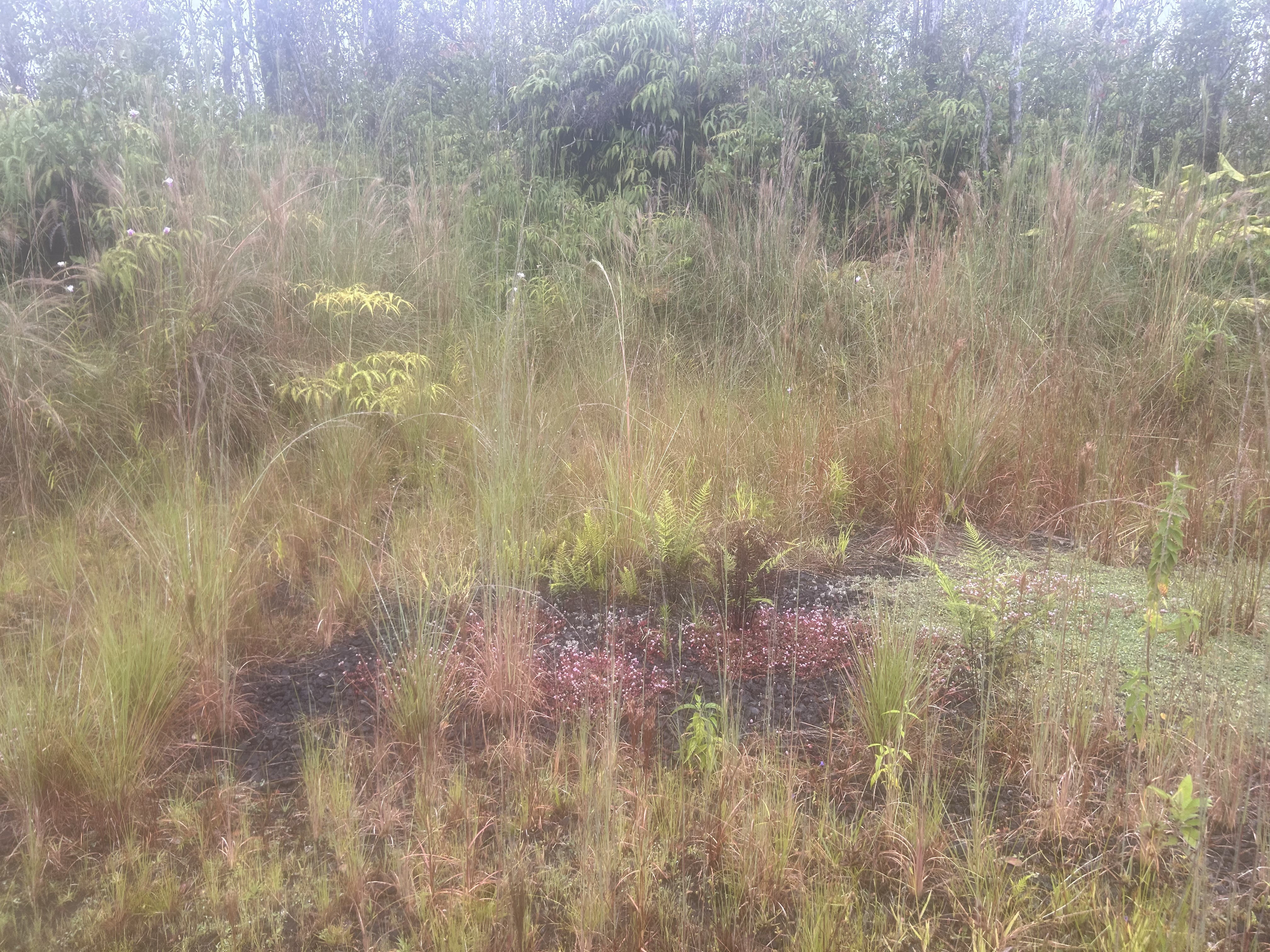 4 Ohialani Road Mountain View, HI 96771 - Photo 3 of 9