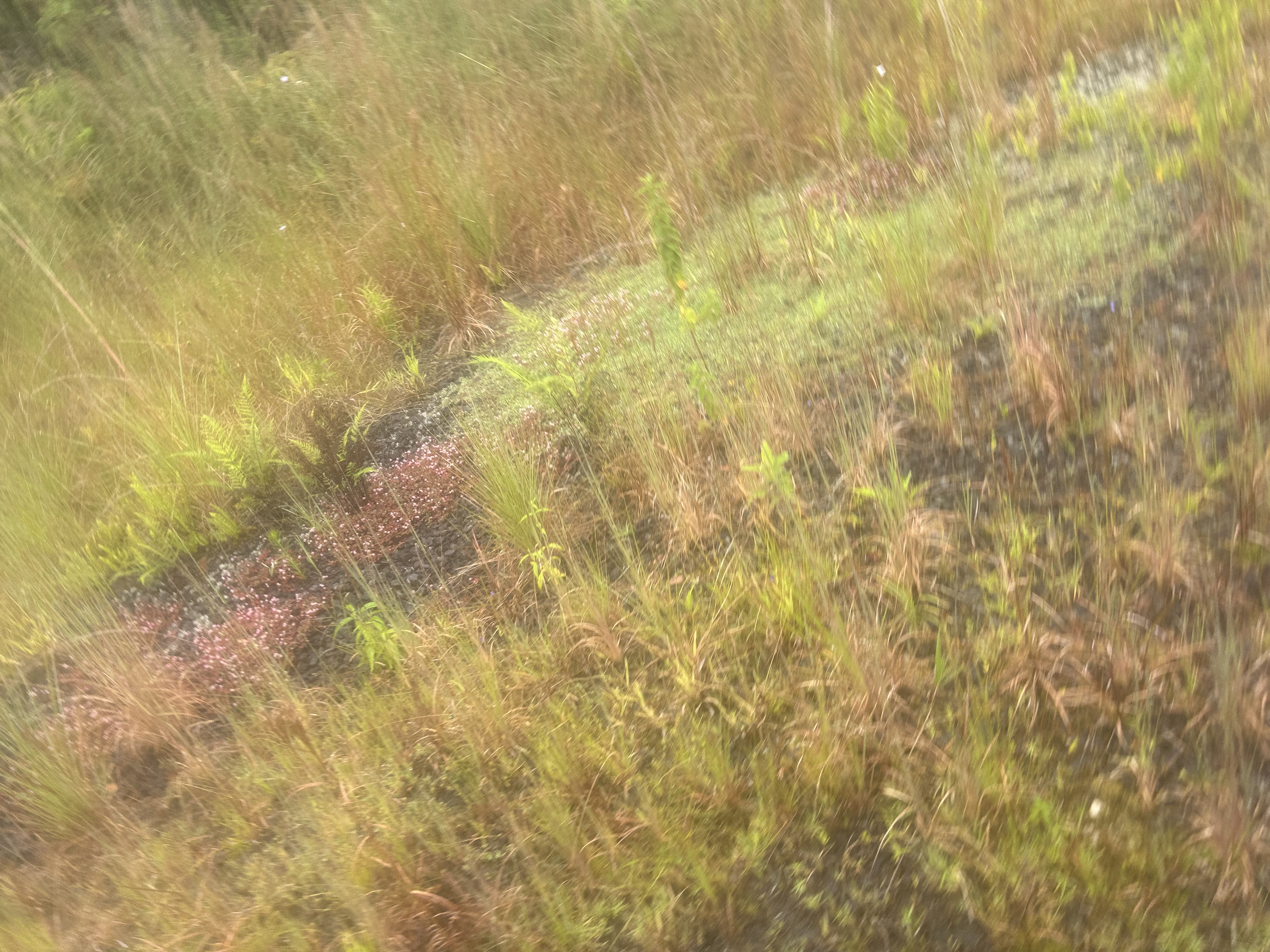 4 Ohialani Road Mountain View, HI 96771 - Photo 4 of 9 a bathroom with a small yard