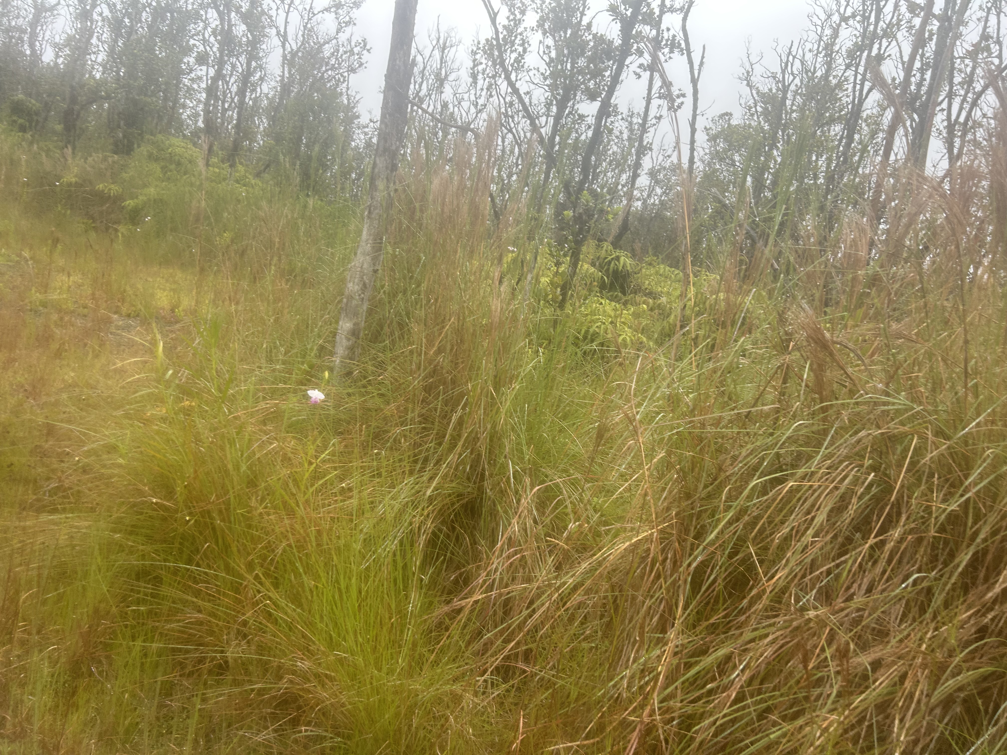 4 Ohialani Road Mountain View, HI 96771 - Photo 5 of 9 a bathroom with a blue shower curtain