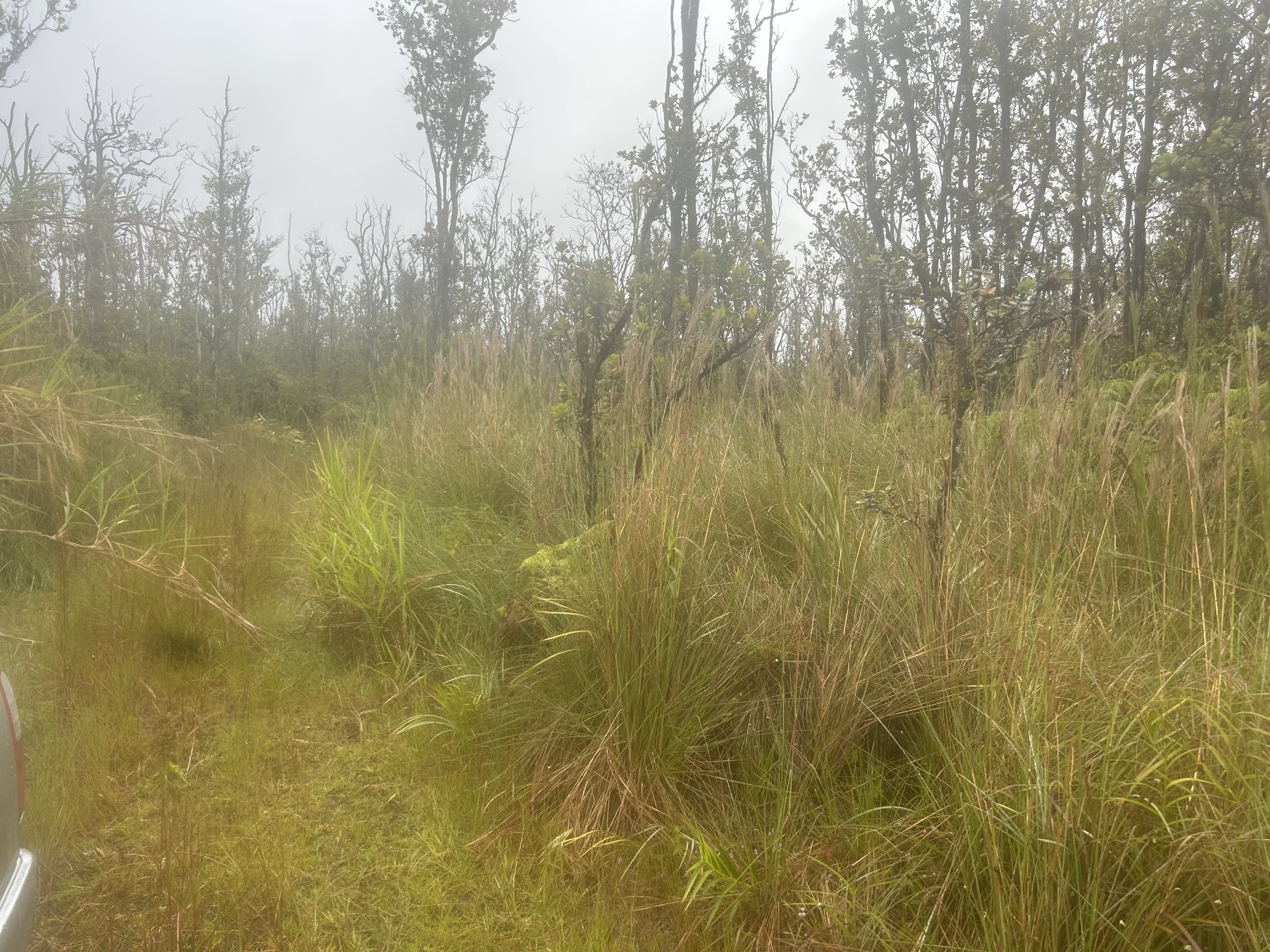 4 Ohialani Road Mountain View, HI 96771 - Photo 6 of 9 a bathroom with a small yard