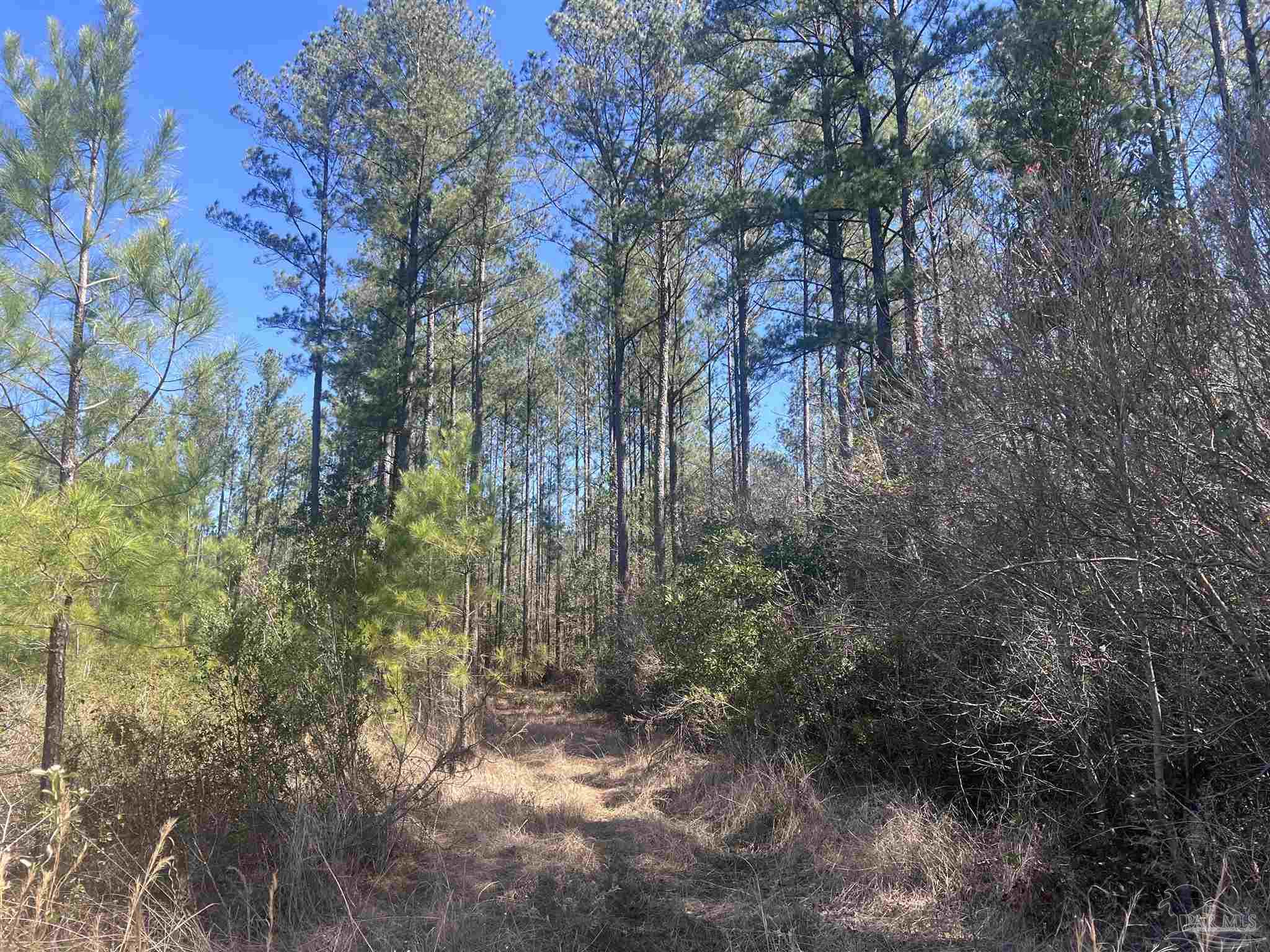 2 Robinsonville Road Atmore, AL 36502 - Photo 23 of 25 a backyard of a house with lots of trees